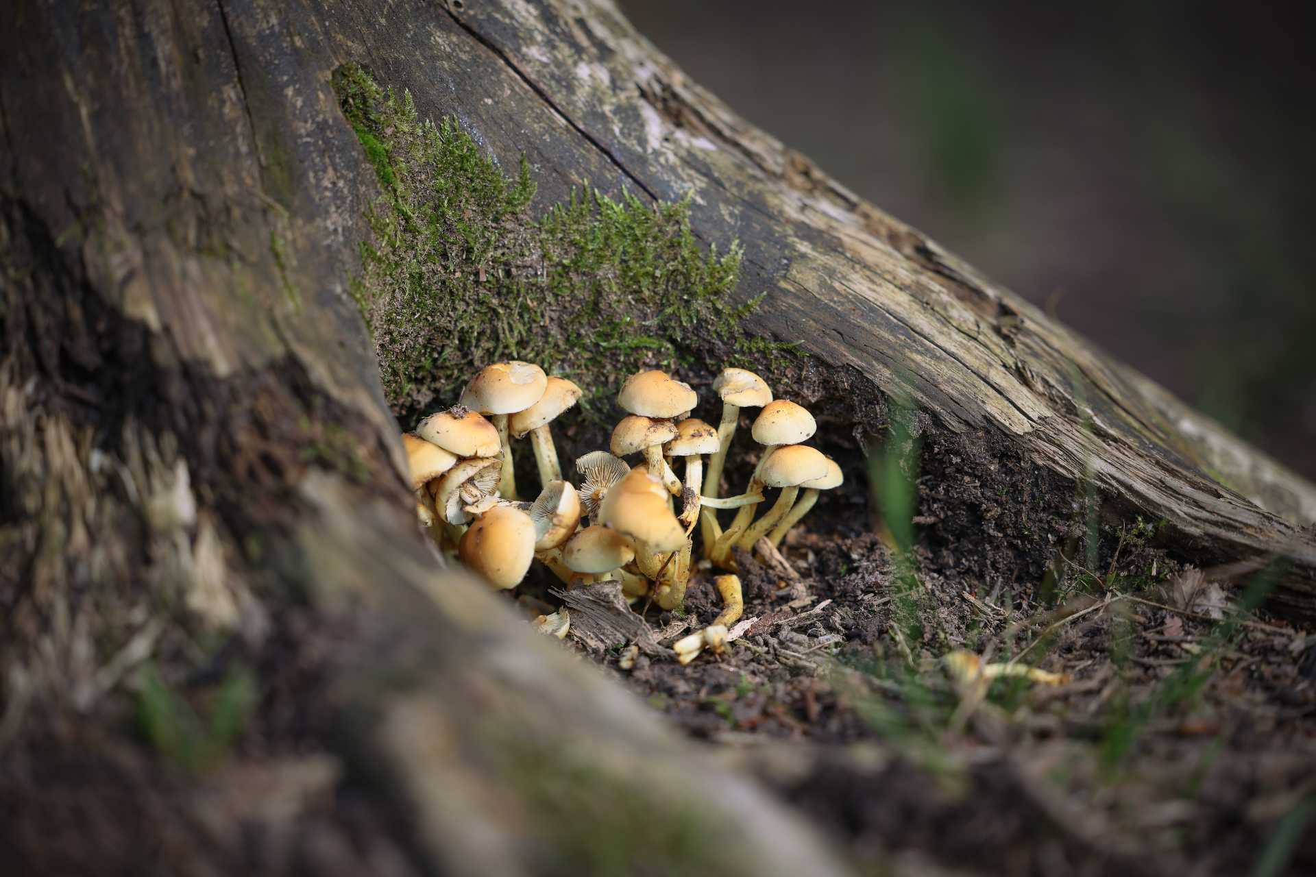 Pilze am Fuss eines Baumstumpfs